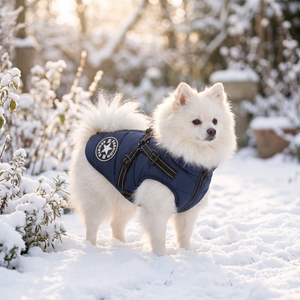 Spitz trägt die Wintaura Hundejacke in Blau im Schnee