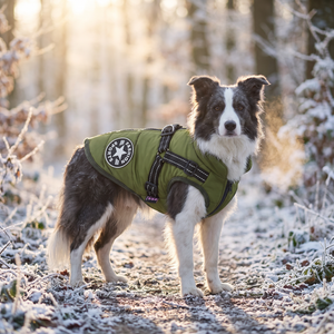 Border Collie trägt die Wintaura Hundejacke in Grün im Winterwald