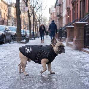 Französische Bulldogge trägt die Wintaura Hundejacke in Schwarz